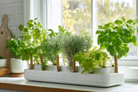 aesthetic home hydroponic garden realistic style r 1 How To Make - Anything